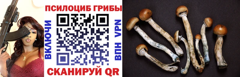 Псилоцибиновые грибы Psilocybe  где найти наркотики  Томмот 